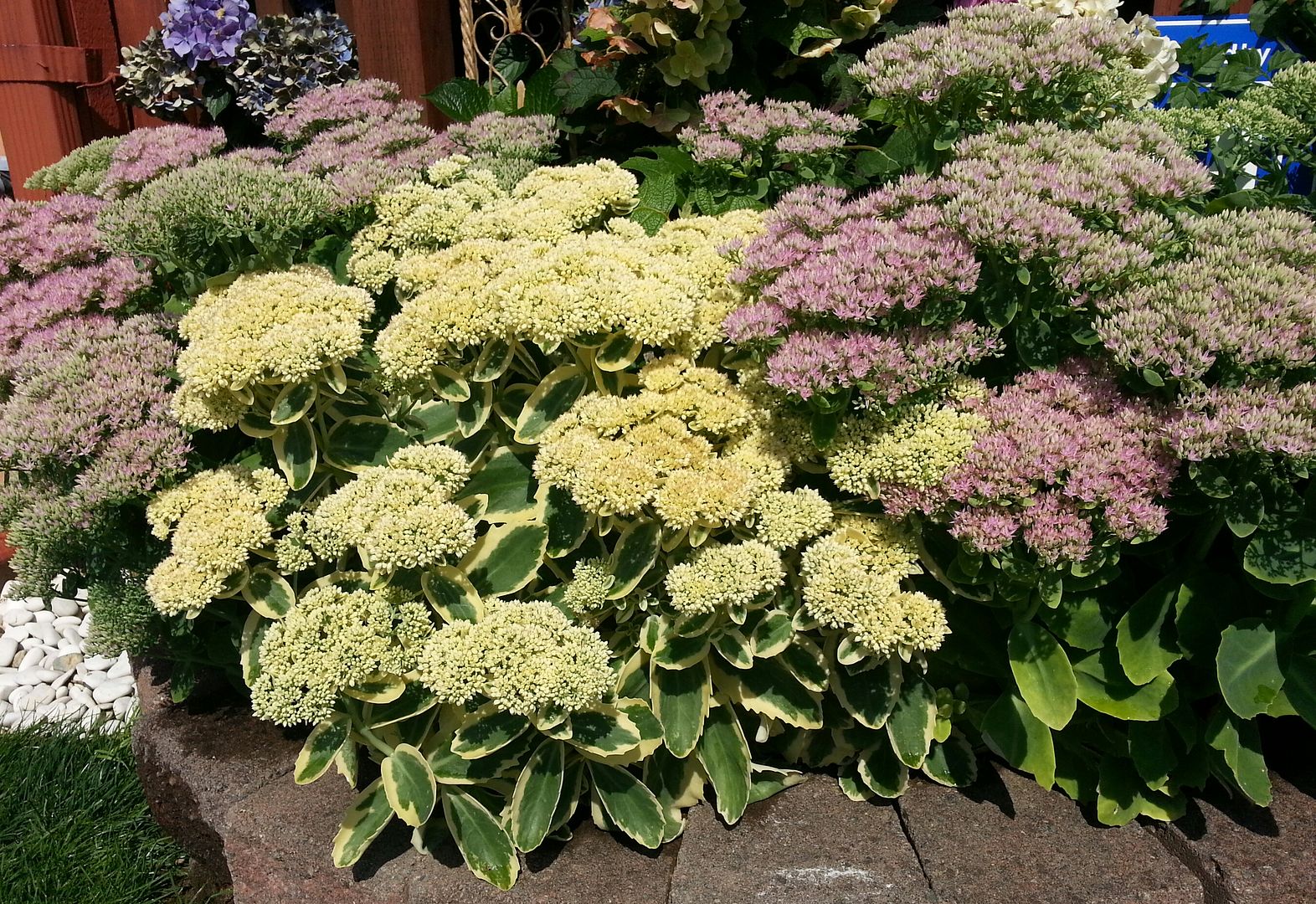  photo 20140802_105340-1_zpsw8rkpag1.jpg